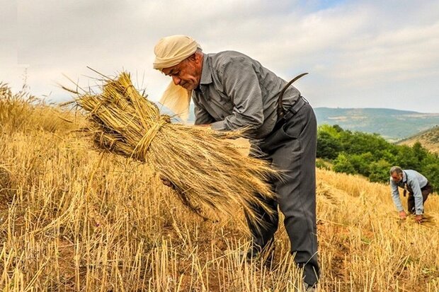 کارگران در حال برداشت محصولات کشاورزی در ایران