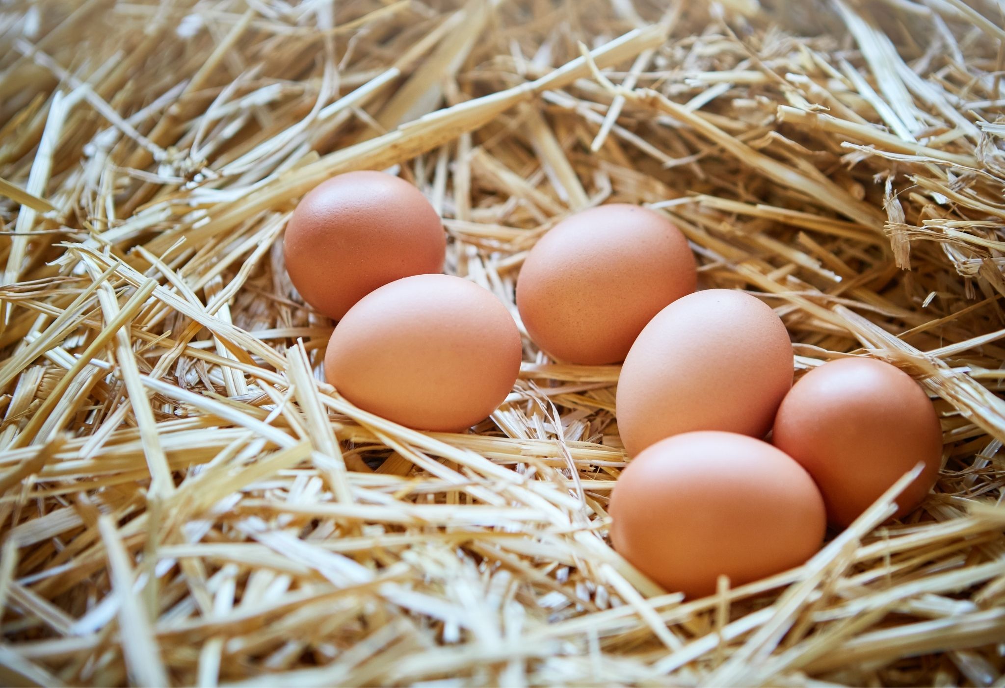 صادرات-تخم-مرغ-در-کشورهای-خارجی
