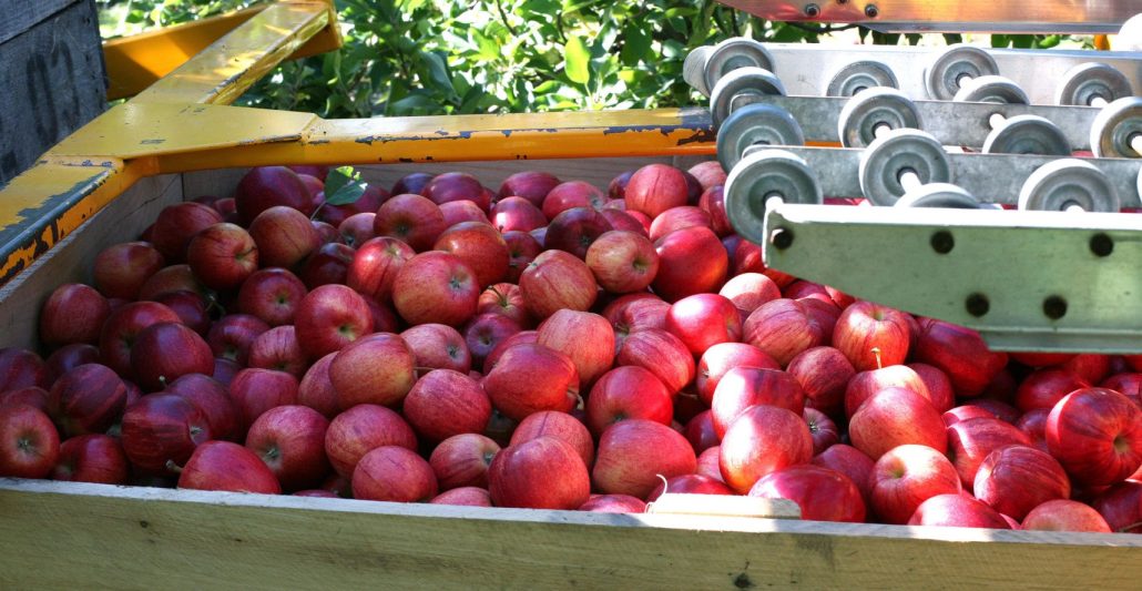 تصویر نمادین سیب‌های ایرانی آماده صادرات به بازارهای جهانی