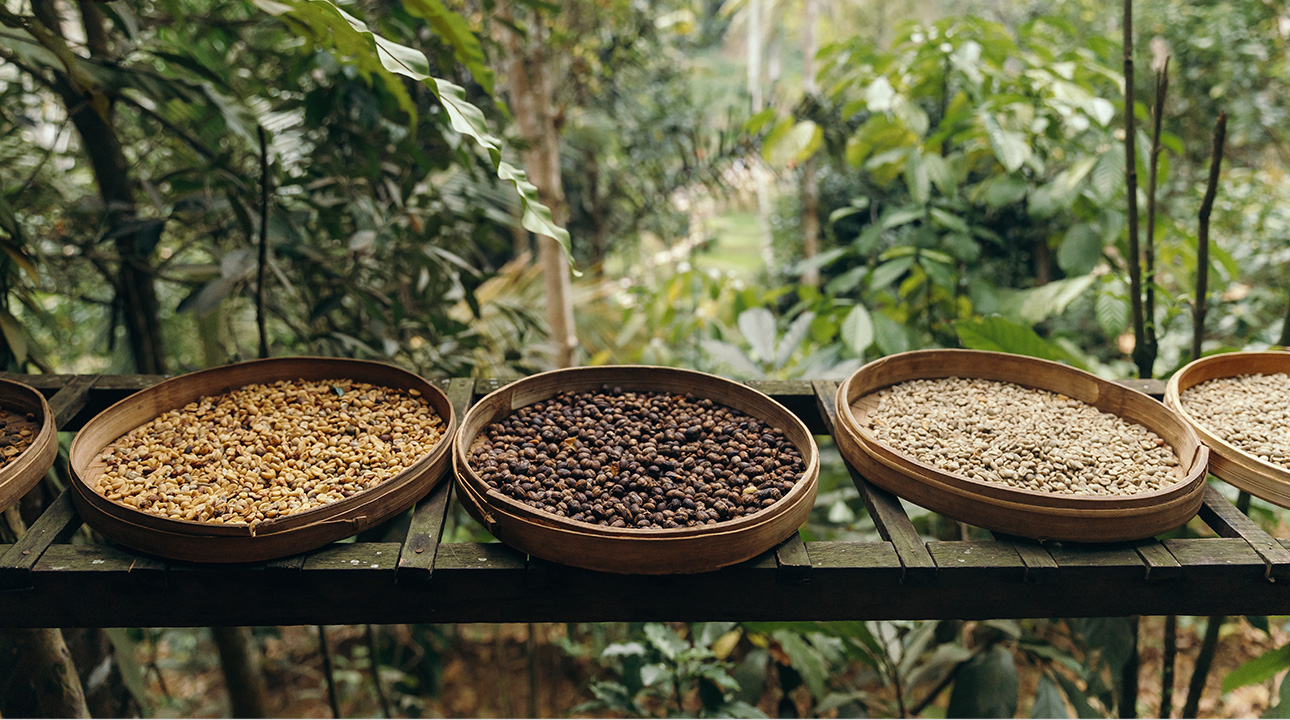تصویر دانه‌های قهوه برای واردات از چین