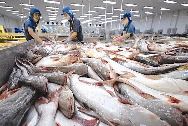 پرورش آبزیان در چین"، "فروش ماهی در بازارهای چین"، "محیط پرورش ماهی تیلاپیا